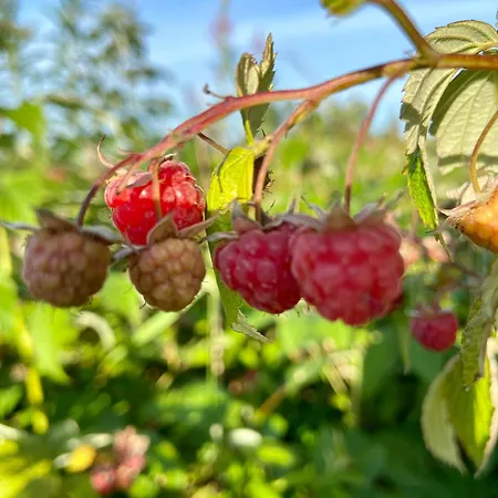 Prociowka 펜션 Ciche (Nowy Targ)